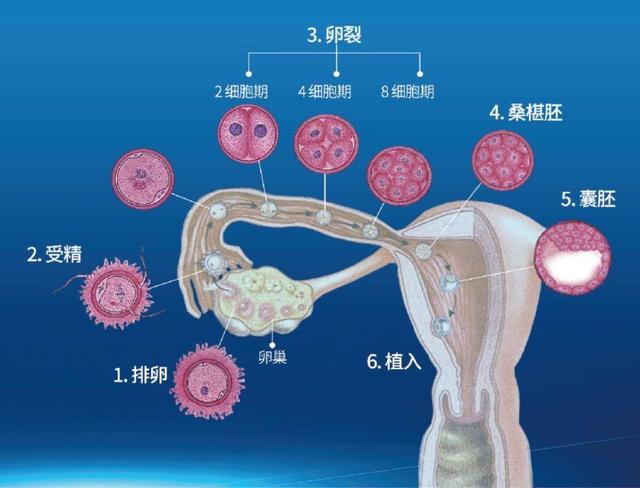 人造卵子研究最新進展，突破與倫理挑戰同步前行