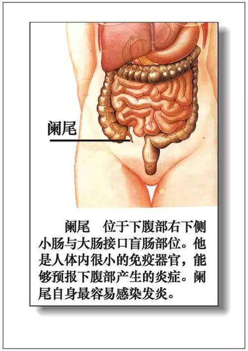 最新人體器官復制器的探索與面臨的挑戰