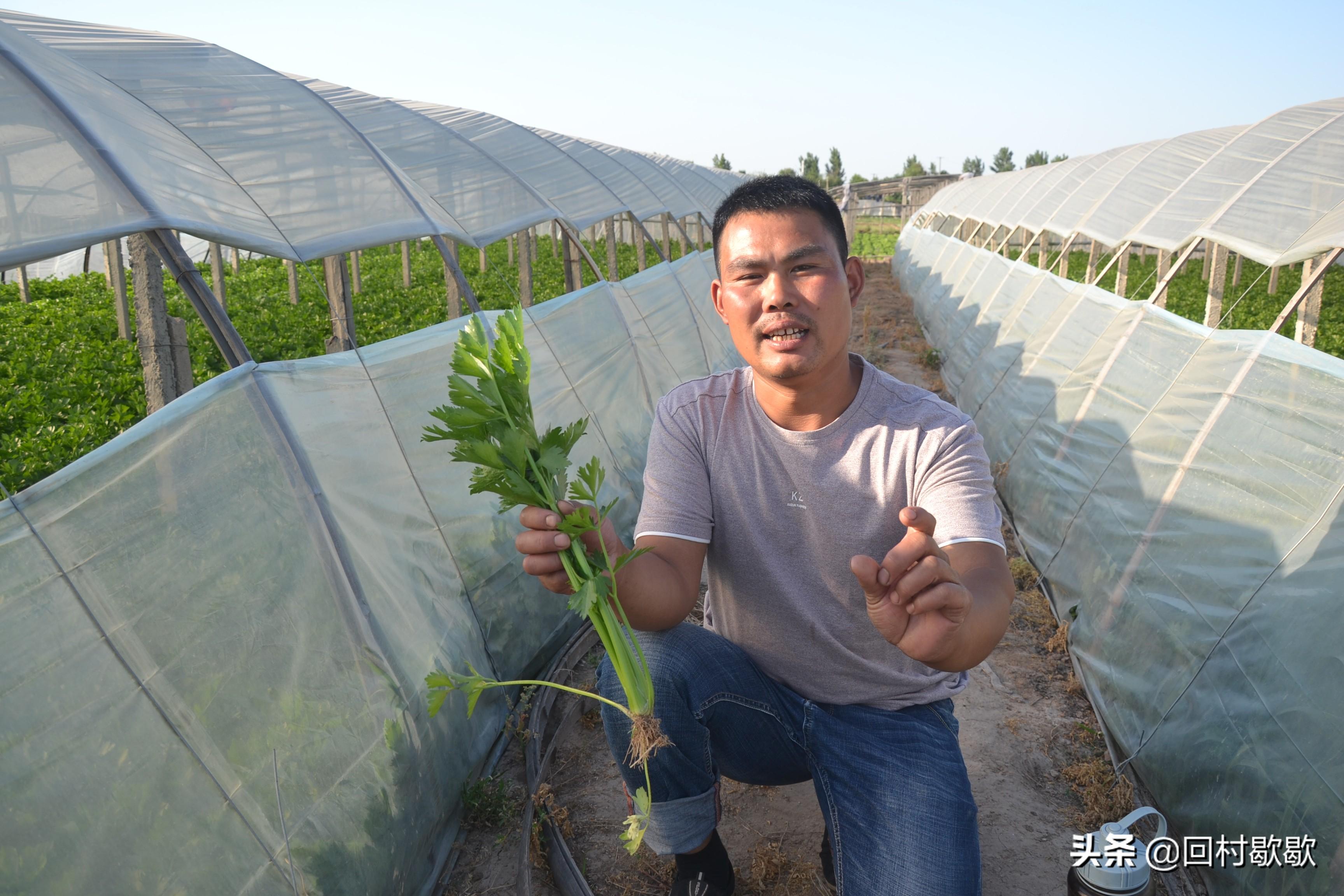 芹菜批發價格最新行情解析